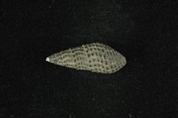 藏品(結節蜷)的圖片